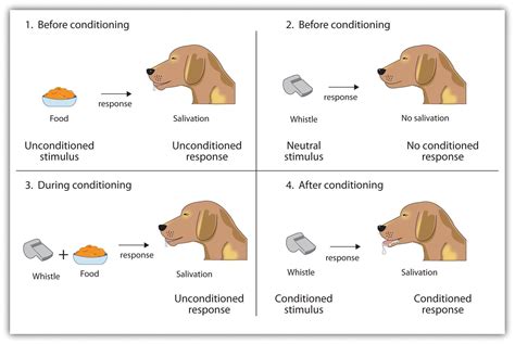 Classical Conditioning: Examples and How It Works.